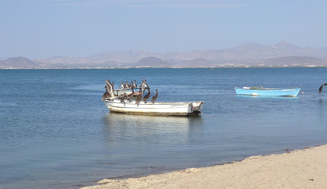 Imagen panorámica de la costa con vegetación local y el mar de fondo